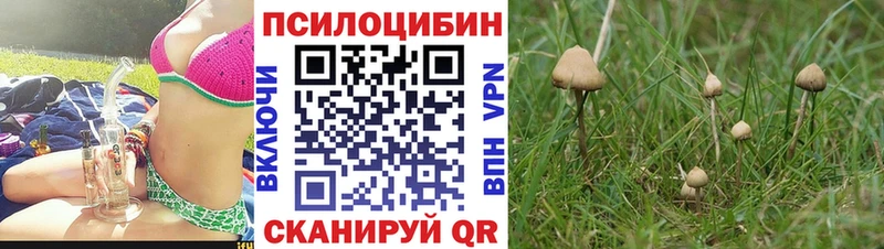 Псилоцибиновые грибы Cubensis  Северская 